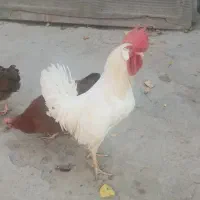 خروس