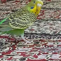 مرغ عشق ماده