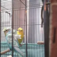 مرغ عشق پروانه ای زیبادرشت جوان معاوضه قناری ماده