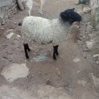 گوسفند رومانف اصل نژاد چند قلو زایی|حیوانات مزرعه|رامیان, |دیوار