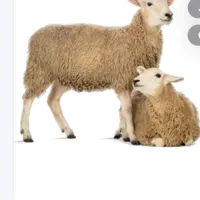 (قصاب) ذبح گوسفند در شهرضا|خدمات پذیرایی، مراسم|شهرضا, |دیوار