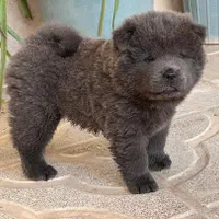 سگ چاو چاو تنبل دوستداشتنی زیبا|سگ|کرج, فاز ۱ مهرشهر|دیوار