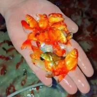 ماهی قرمز عمده