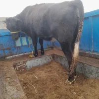 یک عدد گوساله ماده سوپر چاق