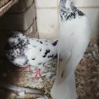 کبوتر