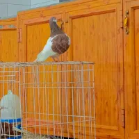 کبوتر شیرازی یه کت|پرنده|سوسنگرد, |دیوار