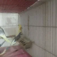 جفت عروس هلندی مولد با شش تا تخم