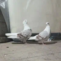 کبوتر نر و ماده پلنگ