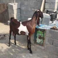 سلام یک راس بز آبستن پاکستانی فروشی|حیوانات مزرعه|بندرعباس, |دیوار