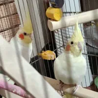 عروس هلندی