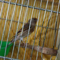 سره قناری|پرنده|ری, شهادت|دیوار