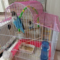 یک جفت طوطی کوتوله برزیلی