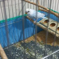 مرغ عشق بالغ