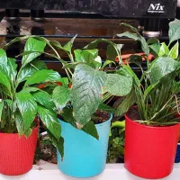 گلهای آپارتمانی|گل و گیاه طبیعی|کرمانشاه, |دیوار