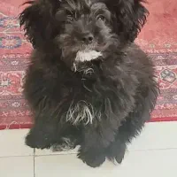 توله شیتزو فروش یا معاوضه با نژاد دیگر