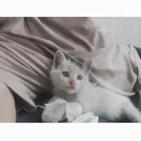 بچه گربه واگذاری