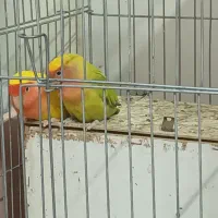 سبز کمرنگه نره عاشق زنشه،باگرینجیک دبل ردعوض میکنم