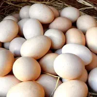 تخم مرغ محلی اصیل