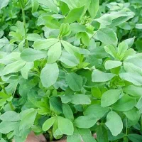 یونجه و گندم