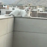 گربه اسکاتیش بریتیش با گوشهای خمیده و فسقلی