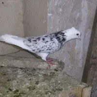 کفتر پرشی حسابی شازده سرور و زرد خطی