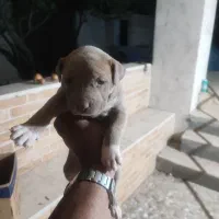 سگ آمریکن پیتبول توله