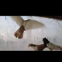 سبز پلاکی دو خط هفت‌رنگ نر کله سینه زرد