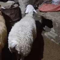 بره نر اندام درست واسه قوچ|حیوانات مزرعه|شیروان (خراسان), |دیوار