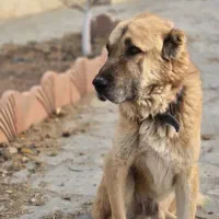 سگ نژاد سراب درشت 3ساله مناسب نگهبانی وگله