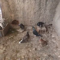 کبوتر فروشی|پرنده|شیروان (خراسان), |دیوار