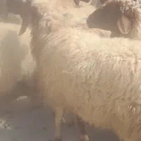 ۲۴ راس میش درجه یک یک