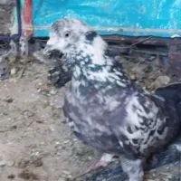 کفتر صوصگی پرشی