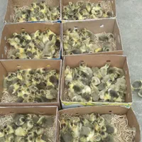 غازوجوجه قوغاز۷روزه