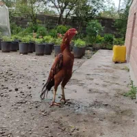 خروس لاری ابرش