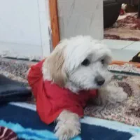 گمشده سگ شیتزو