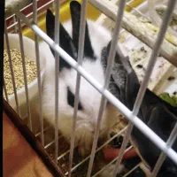 خرگوش باقفسه