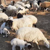 گوسفند جوان داشتی