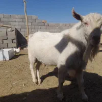 نر بز سانن|حیوانات مزرعه|جوین, |دیوار