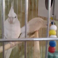 عروس هلندی آلبینو نرو ماده|پرنده|مراغه, |دیوار