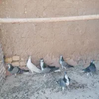 کبوتر پرشی درجه یک