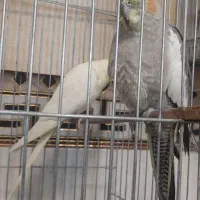 عروس هلندی|پرنده|ری, اقدسیه|دیوار