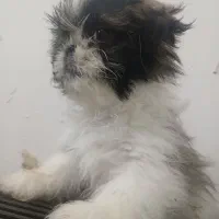 سگ پاکوتاه سایز کوچک|سگ|کاشان, امیرکبیر|دیوار