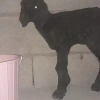 بره سه روزه شیری. ماده