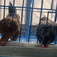 مرغ تخمگذار
