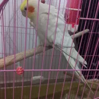 فروش عروس هلندی|پرنده|گنبد کاووس, |دیوار