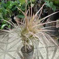 دکتور گل گیاه درخدمت هستم ۲۴ساعته|گل و گیاه طبیعی|تهران, اکباتان|دیوار