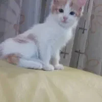 دوعدد گربه نر و ماده|گربه|اصفهان, مهدی آباد|دیوار