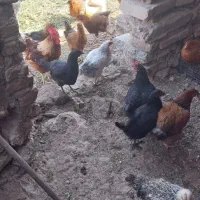 مرغ جوان ۸ماه|حیوانات مزرعه|قزوین, |دیوار