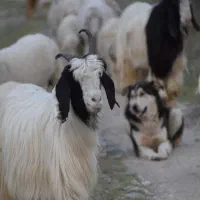 گله بز|حیوانات مزرعه|دوگنبدان, |دیوار