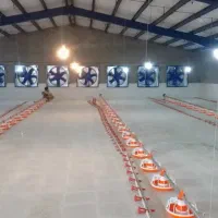 مرغداری گوشتی تمام اتوماتیک